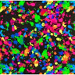 Meet your Posher, Anna ford